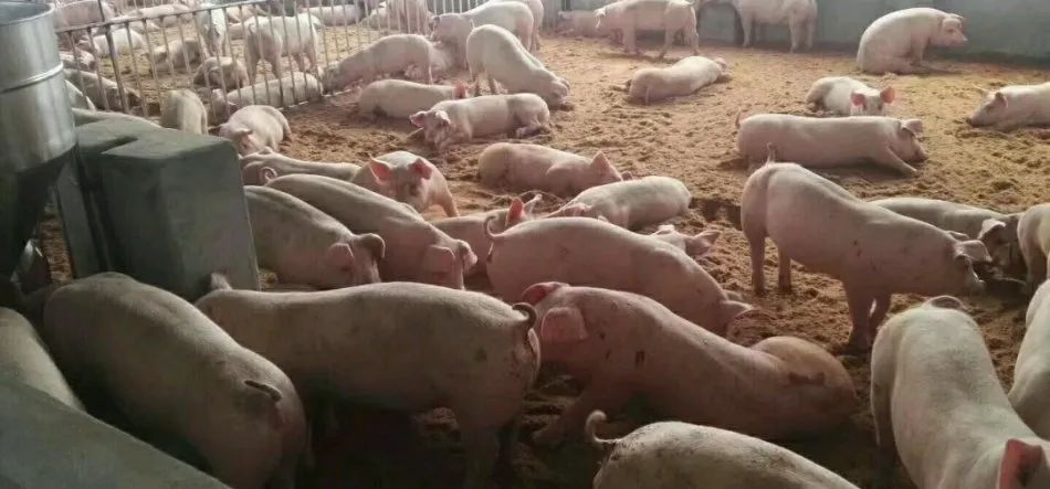 潔匠凈化·的凈工業除臭劑_養殖場氨氣的危害有哪些？