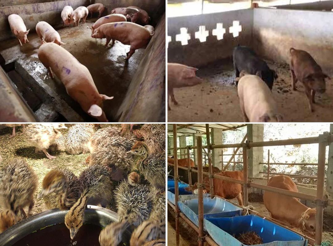 潔匠凈化·的凈工業(yè)除臭劑_夏天高溫，從今年3月底開始，陸續(xù)有養(yǎng)豬場、養(yǎng)雞場、牛圈、羊圈等負責人反映異味太大，畜禽胃口變差，而且讓工人難受，急需除臭劑處理。幾個月過去了，根據(jù)客戶們的使用反饋，小匠整理文章，希望我們的產品和方案能幫助到更多企業(yè)！