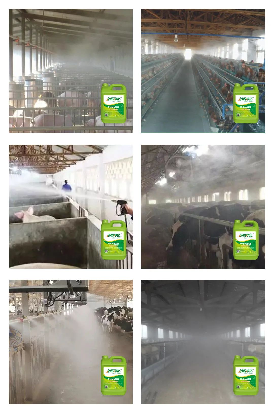 養(yǎng)殖場(chǎng)太臭,用Dejing的凈除臭劑迅速除臭!豬圈/雞場(chǎng)/牛場(chǎng)/羊圈....jpg 養(yǎng)殖場(chǎng)太臭,用Dejing的凈除臭劑迅速除臭!豬圈/雞場(chǎng)/牛場(chǎng)/羊圈....jpg