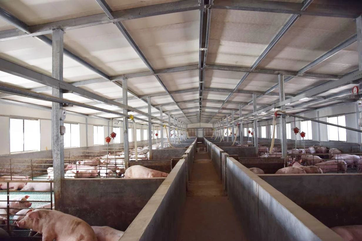 養(yǎng)殖場(chǎng)太臭,用Dejing的凈除臭劑迅速除臭!豬圈/雞場(chǎng)/牛場(chǎng)/羊圈....jpg 養(yǎng)殖場(chǎng)太臭,用Dejing的凈除臭劑迅速除臭!豬圈/雞場(chǎng)/牛場(chǎng)/羊圈....jpg