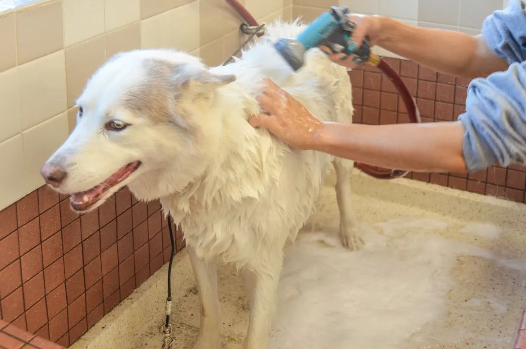 家中寵物需定期消毒,才能有效避免各種細菌滋生和傳播疾病!