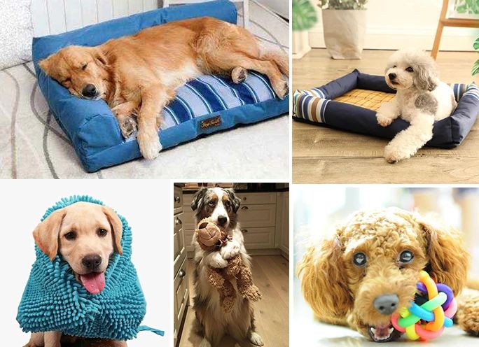 寵物氣味彌漫整個(gè)屋子,潔匠凈化教您如何除味